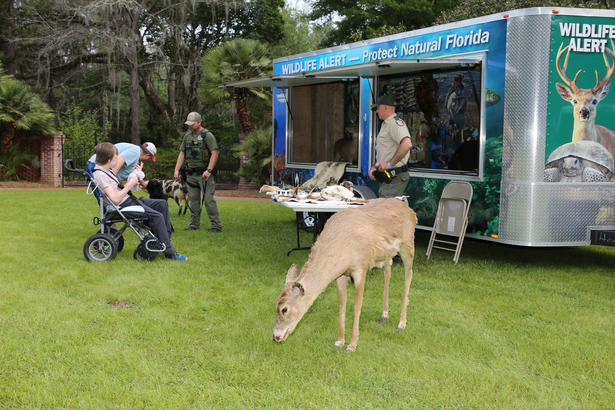 fwc display with taxidermy deer and pig